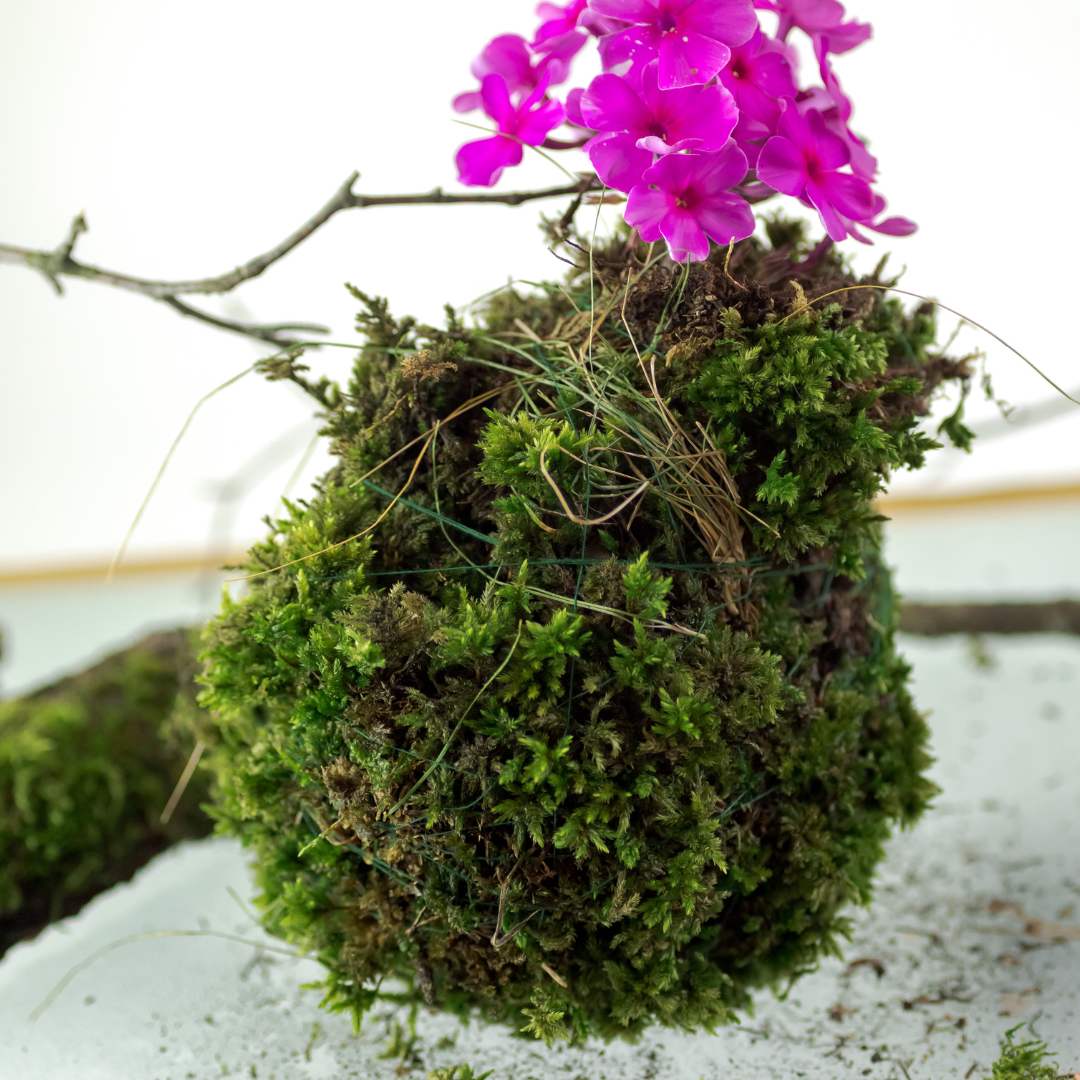 Sphagnum moss living / Sphagnum moss fresh