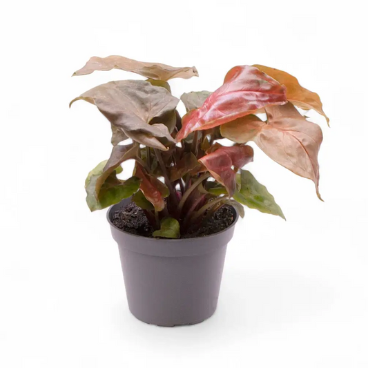 Syngonium podophyllum 'Maria Allusion'