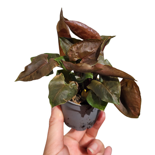 Syngonium podophyllum 'Maria Allusion'