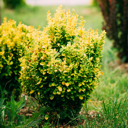 Berberis thunbergii