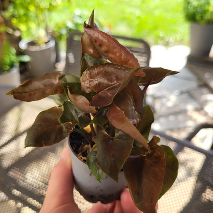 Syngonium podophyllum 'Maria Allusion'