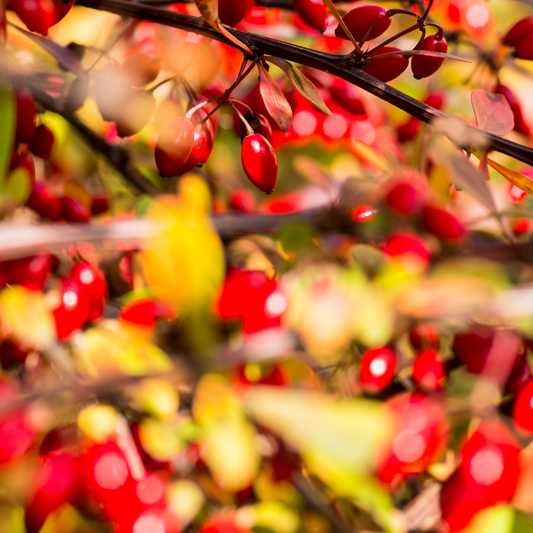 Berberis thunbergii