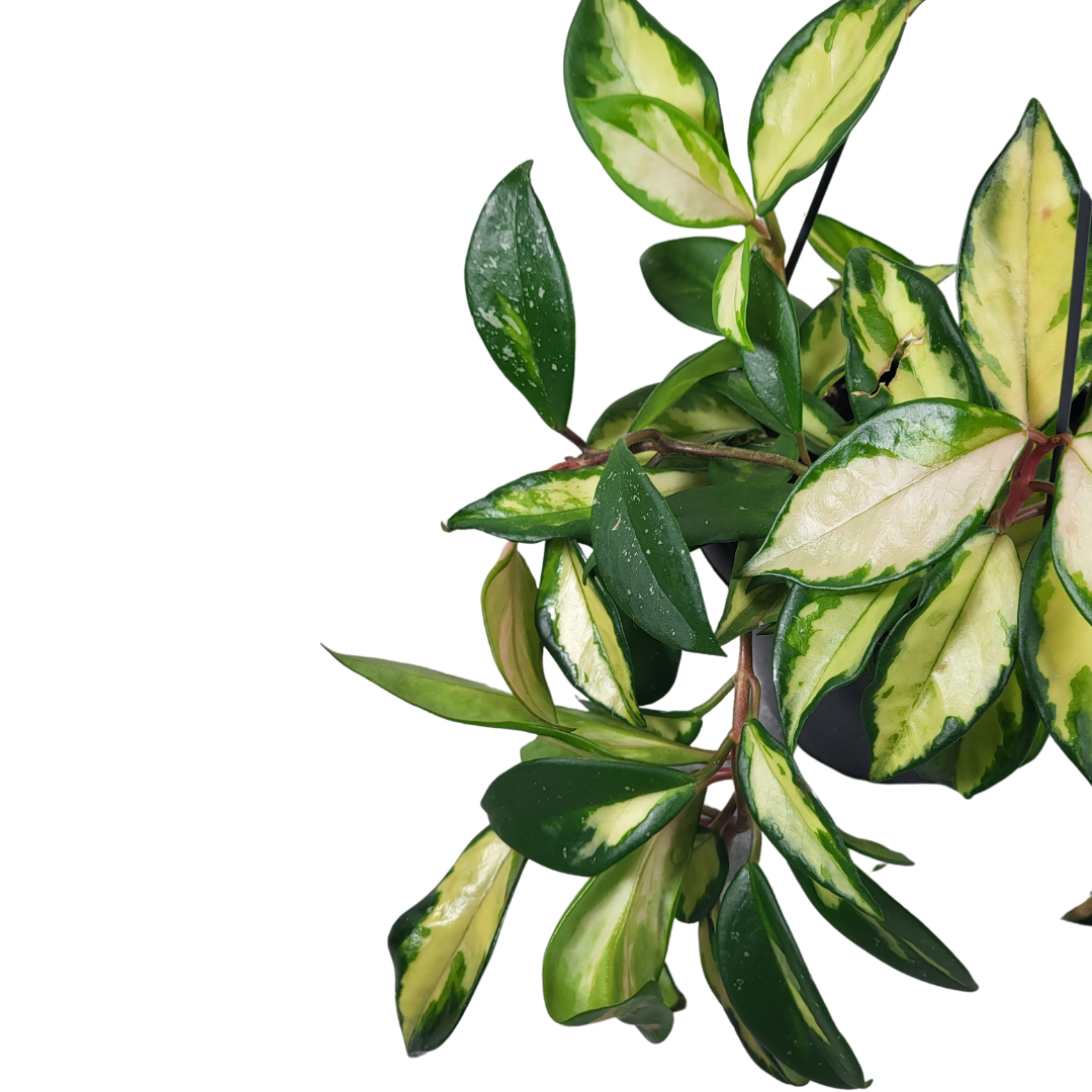 Hoya carnosa Tricolor