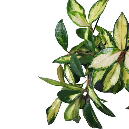 Hoya carnosa Tricolor