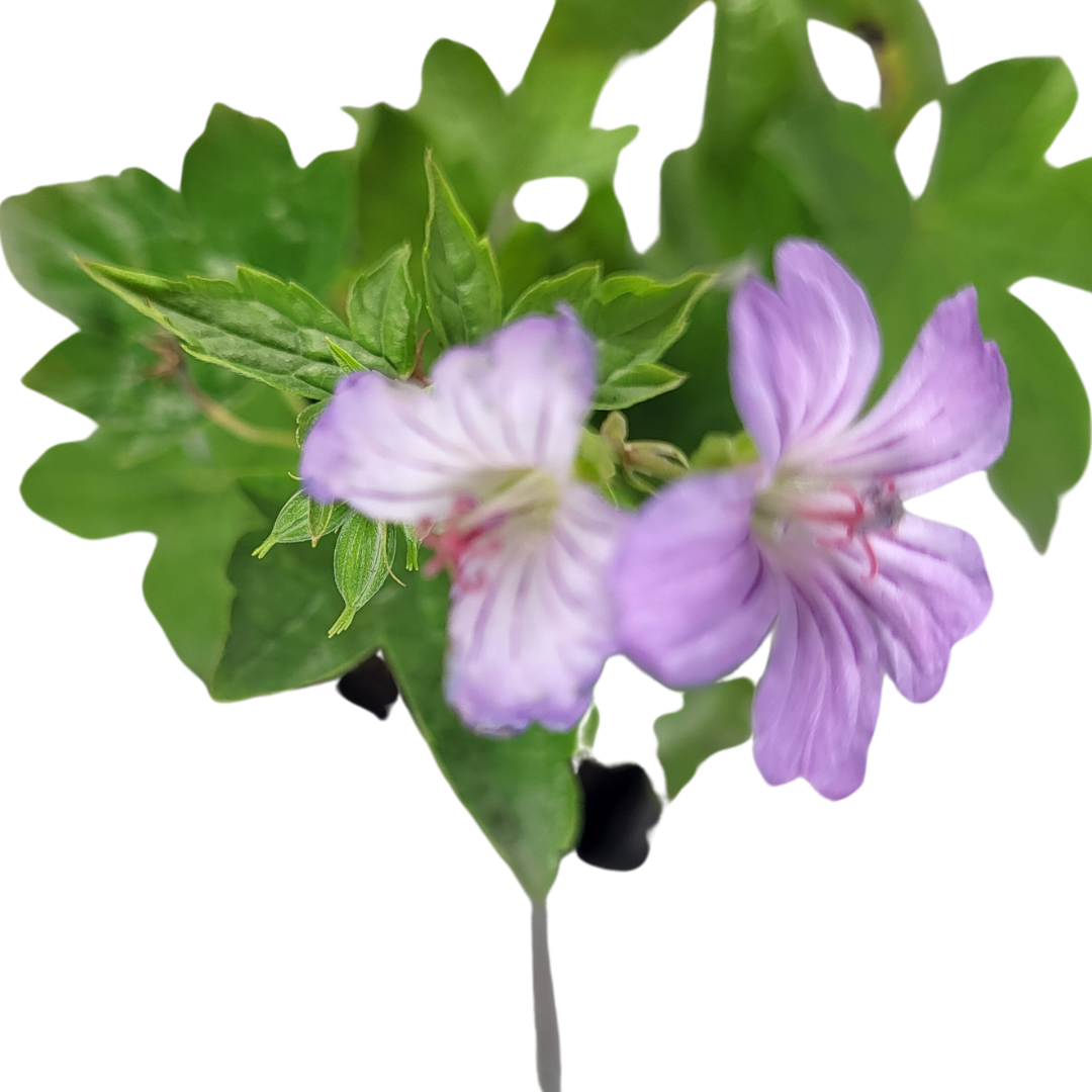 Geranium nodosum