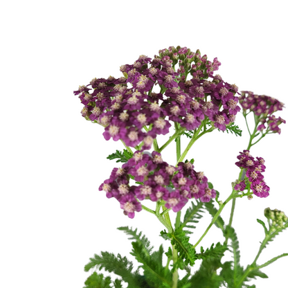 Achillea millefolium 'Pink Grapefruit'