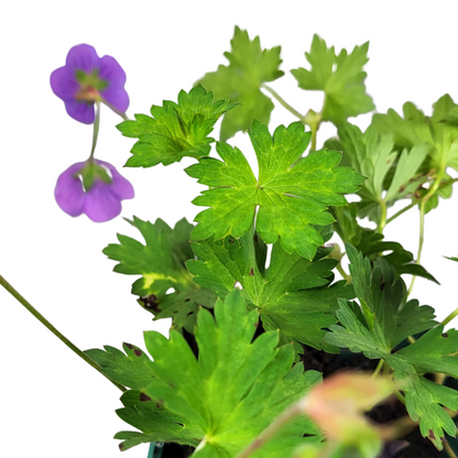 Geranium wallichianum 'Rozanne'