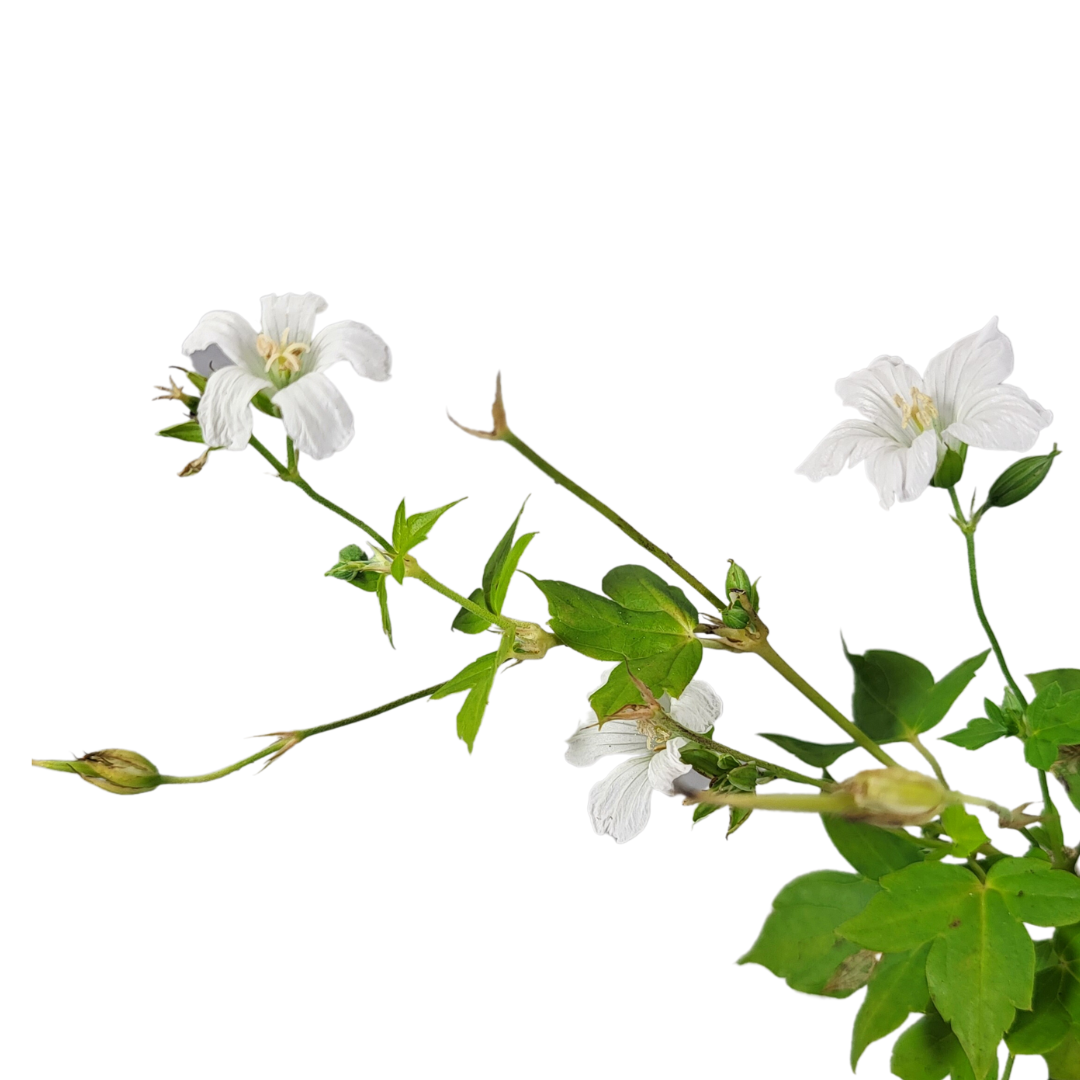 Geranium nodosum 'Silverwood' ®