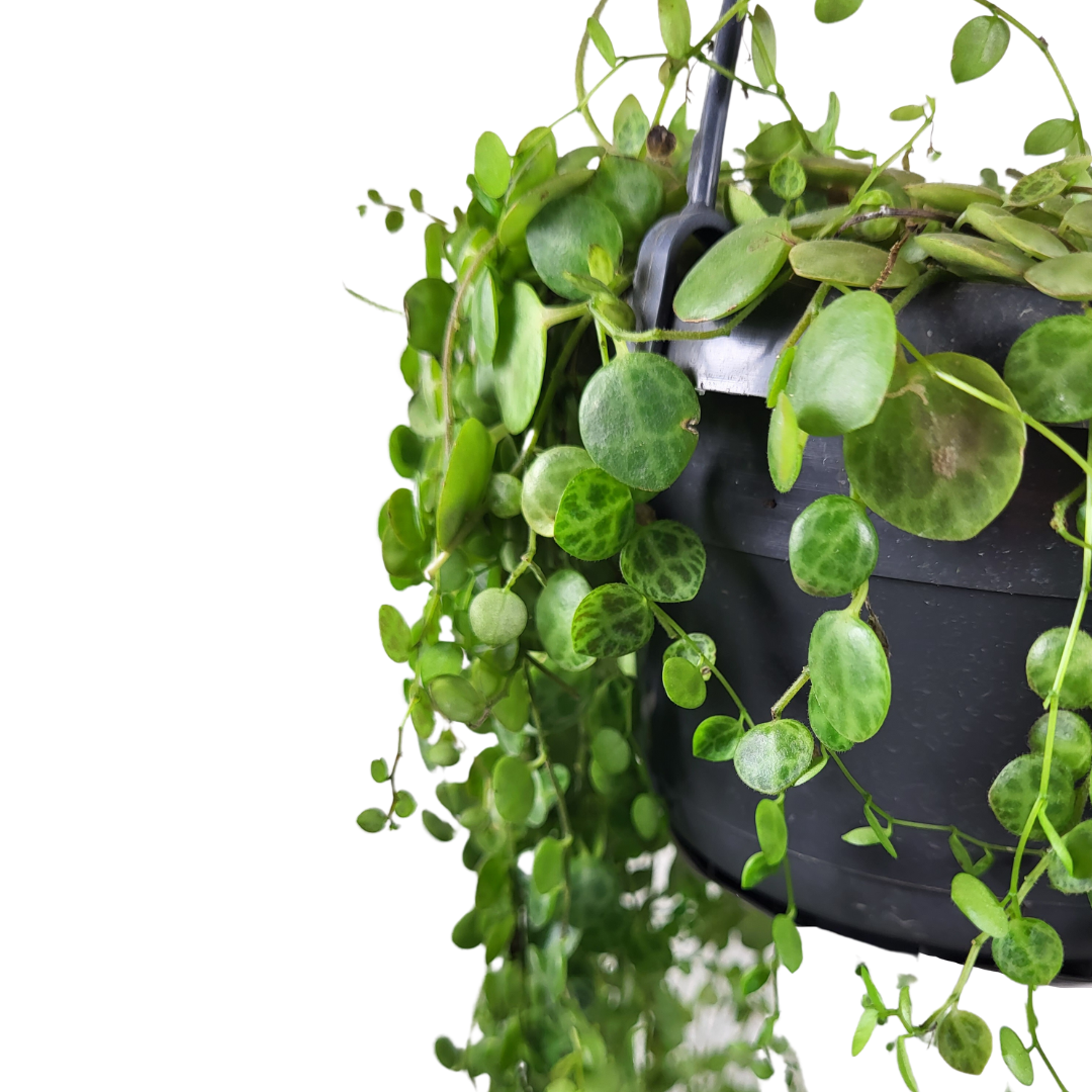 Peperomia Prostrata
