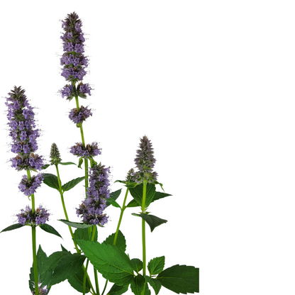 Agastache rugosa 'Blue Fortune'