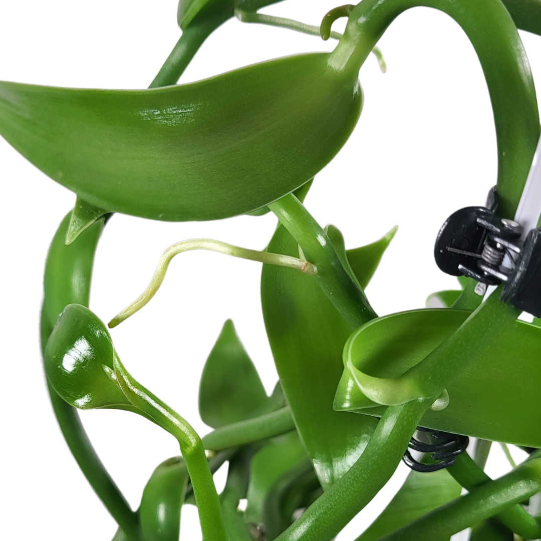 Vanilla planifolia