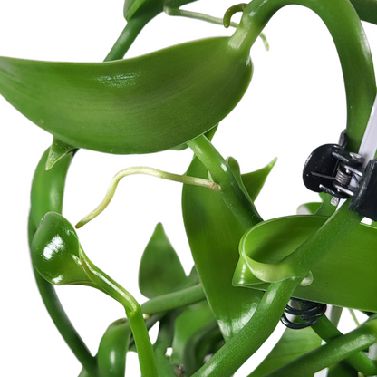 Vanilla planifolia