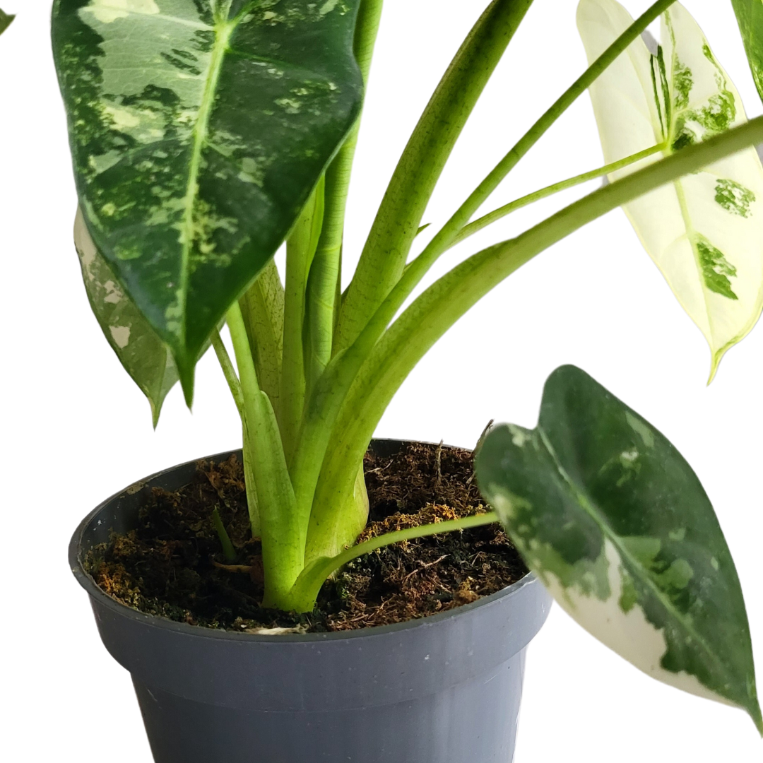 Alocasia Frydek variegata