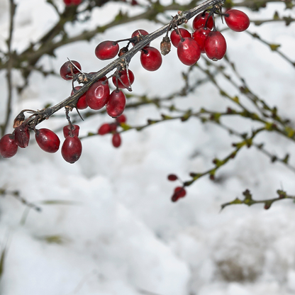 Berberis thunbergii