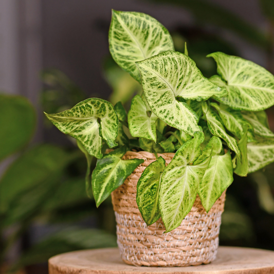 Syngonium podophyllum 'Arrow'