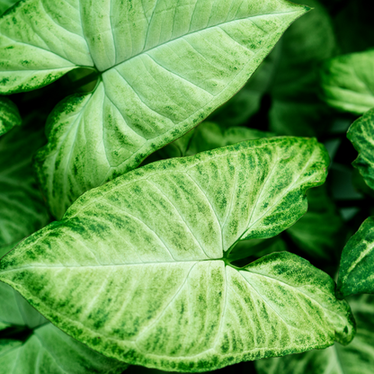 Syngonium podophyllum 'Arrow'