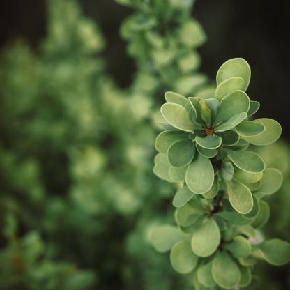 Berberis thunbergii
