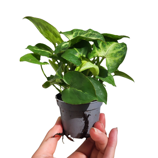 Syngonium podophyllum 'Arrow'