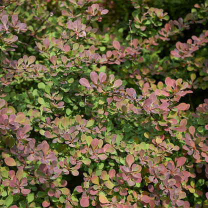 Berberis thunbergii