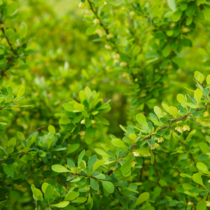 Berberis thunbergii