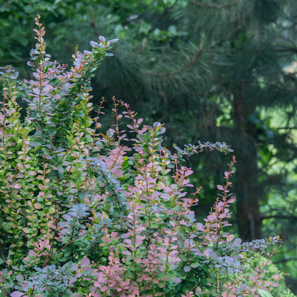 Berberis thunbergii