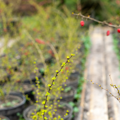 Berberis thunbergii