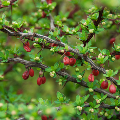 Berberis thunbergii