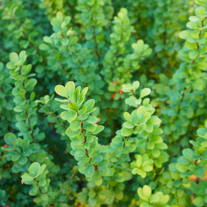 Berberis thunbergii
