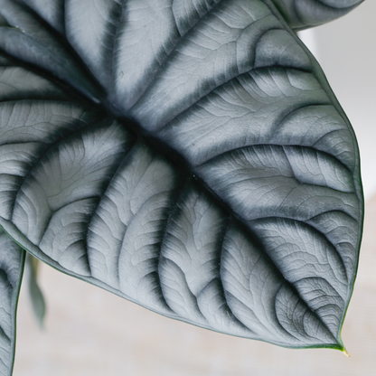 Plante bébé Aglaonema commutatum rouge de Chine