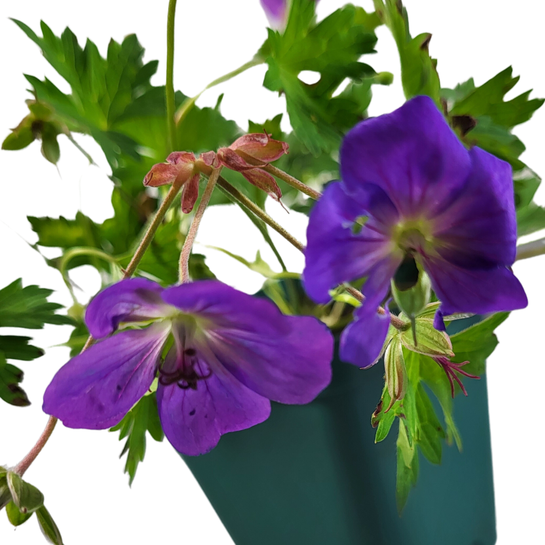 Geranium wallichianum 'Rozanne'