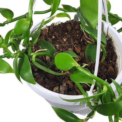 Vanilla planifolia