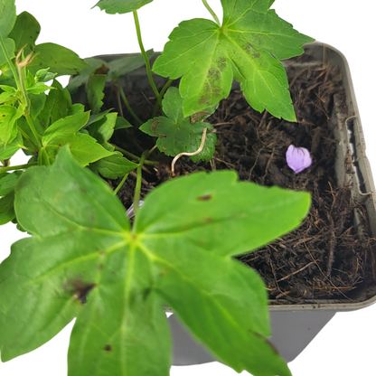 Géranium nodosum 'Silverwood' ®