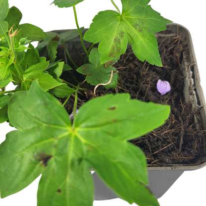 Geranium nodosum 'Silverwood' ®