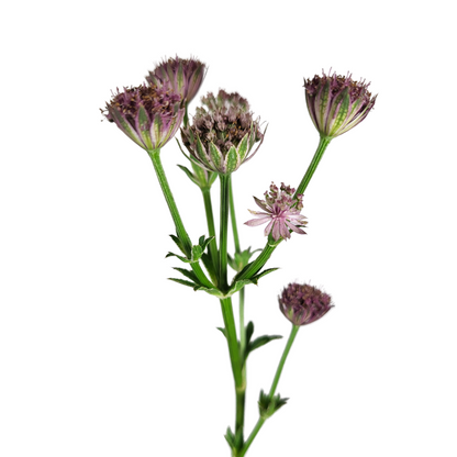 Astrantia major 'Roma'