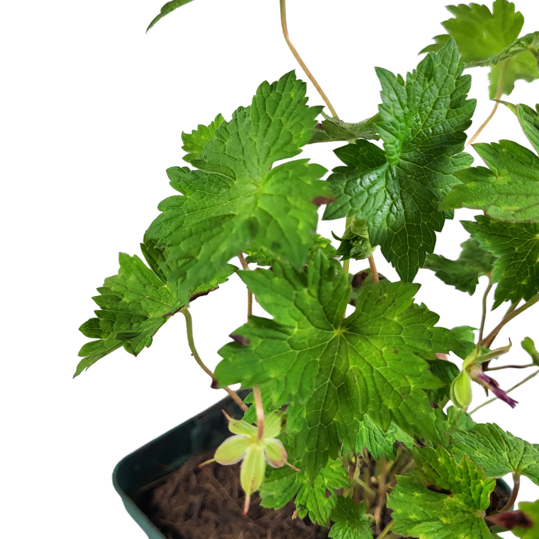 Geranium wallichianum 'Pink Penny'