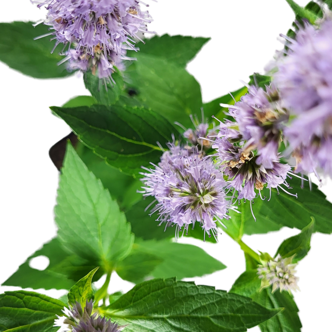 Agastache rugosa 'Blue Fortune'