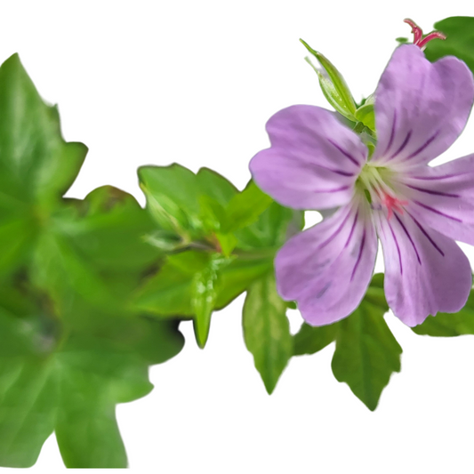 Geranium sylvestris