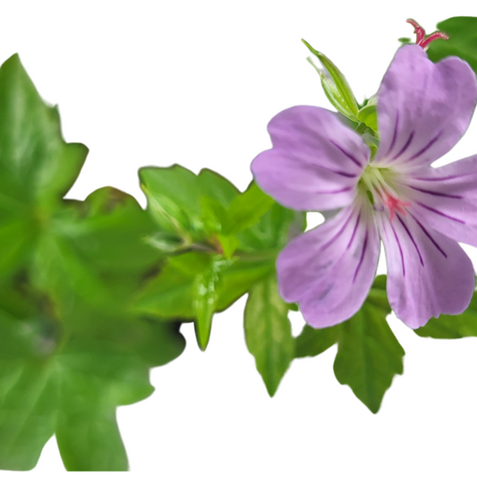 Geranium nodosum