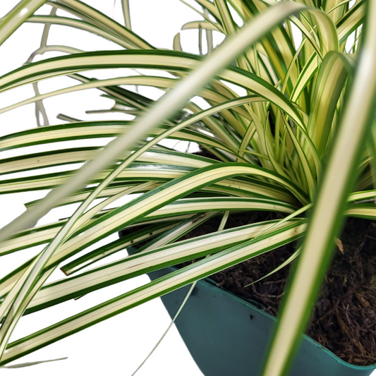 Carex oshimensis 'Evergold'