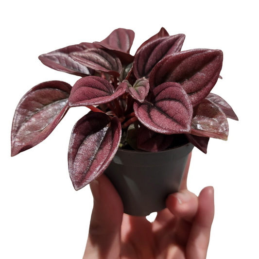 Peperomia Caperata Cayenne