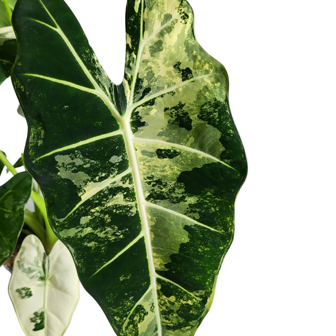 Alocasia Frydek variegata