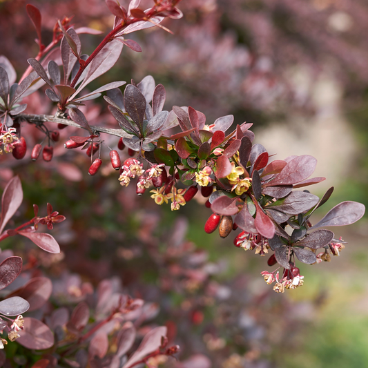 Berberis thunbergii Atropurpurea