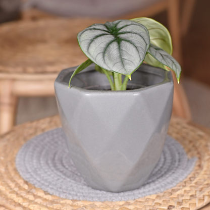 Plante bébé Aglaonema commutatum rouge de Chine