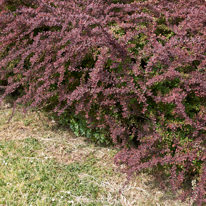 Berberis thunbergii Atropurpurea