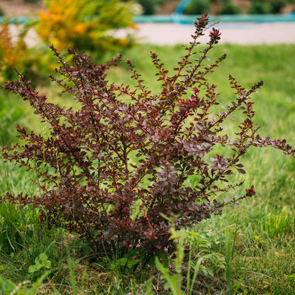 Berberis thunbergii Atropurpurea