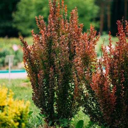 Berberis thunbergii Atropurpurea