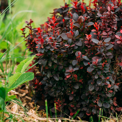 Berberis thunbergii Atropurpurea