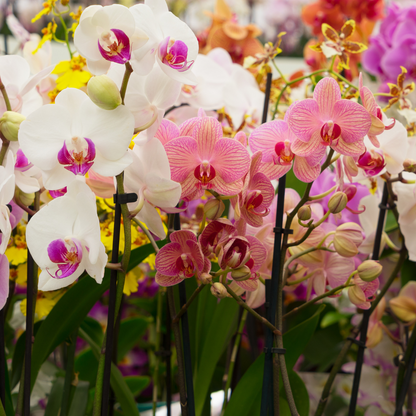 Orchideen Erde