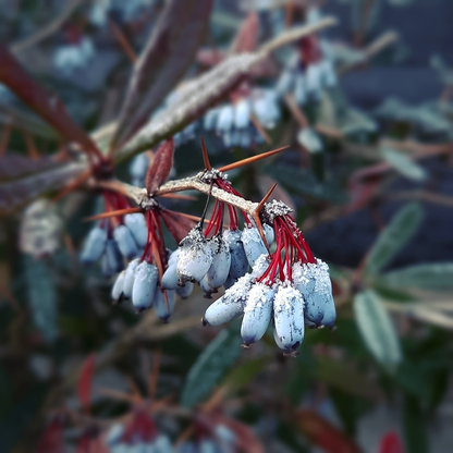 Berberis thunbergii Atropurpurea