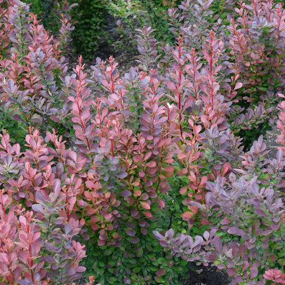 Berberis thunbergii Atropurpurea
